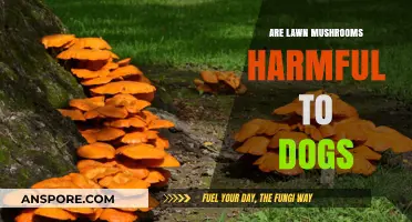 Are Lawn Mushrooms Harmful to Dogs? What Pet Owners Need to Know