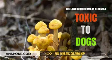Nebraska Lawn Mushrooms: Are They Toxic to Your Dogs?
