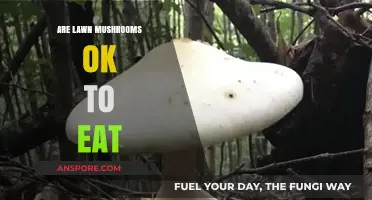 Can You Eat Lawn Mushrooms? Safety Tips and Risks Explained