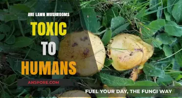 Are Lawn Mushrooms Toxic? Identifying Safe vs. Harmful Varieties