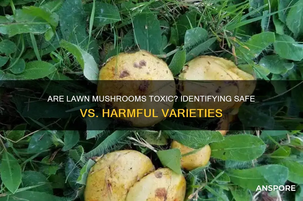 are lawn mushrooms toxic to humans