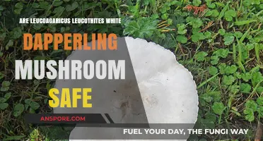 Are Leucoagaricus Leucothites White Dapperling Mushrooms Safe to Eat?