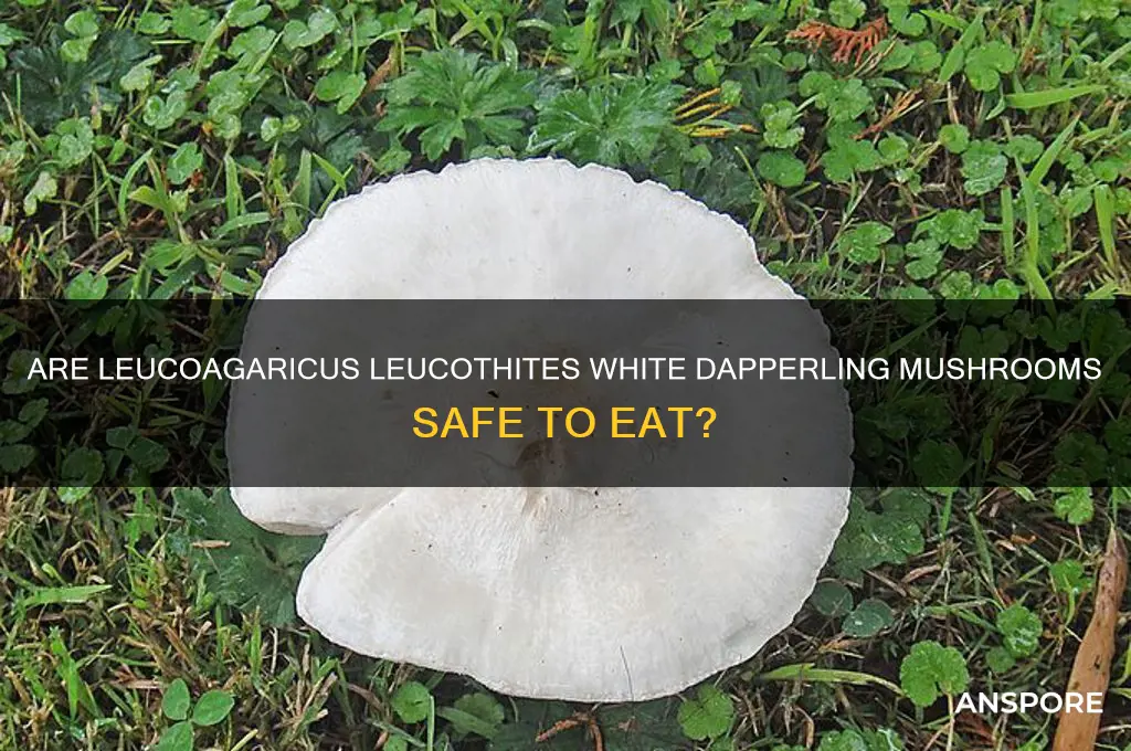 are leucoagaricus leucothites white dapperling mushroom safe