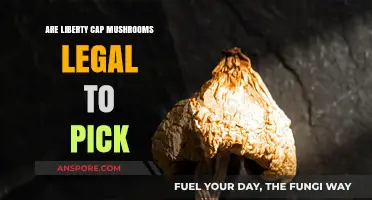 Liberty Cap Mushrooms: Legal to Pick or Off-Limits?