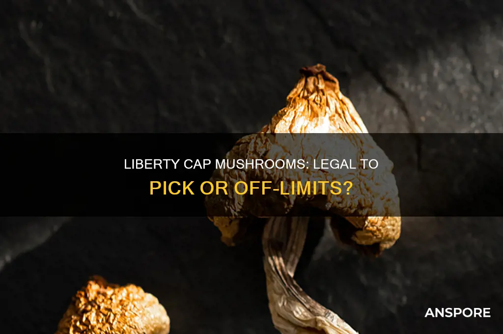 are liberty cap mushrooms legal to pick