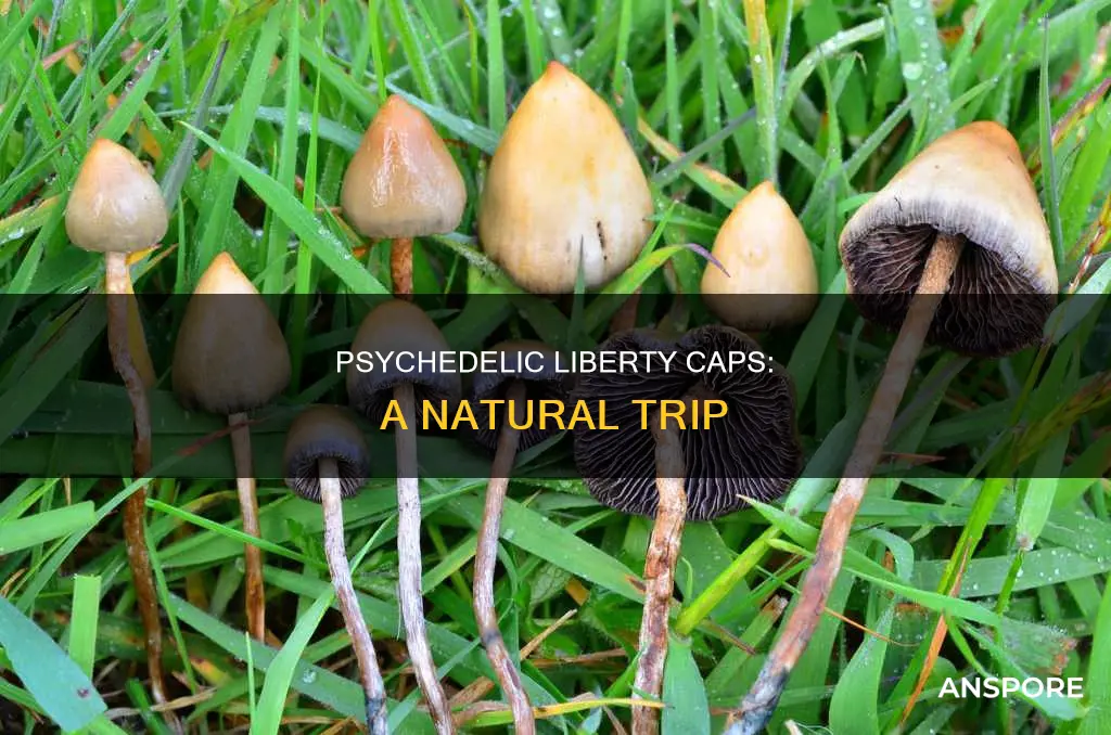 are liberty cap mushrooms psychedelic