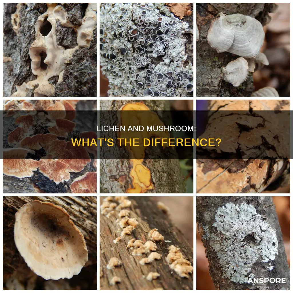 are lichens mushrooms