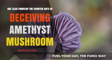 Lilac Fibrecap vs. Amethyst Mushroom: Unveiling Nature's Deceptive Counterparts