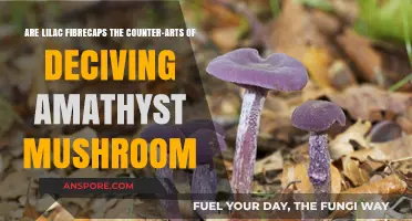 Lilac Fibrecaps vs. Amethyst Mushrooms: Unveiling Nature's Deceptive Counterparts