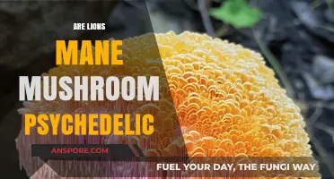 Psychedelic Lions Mane Mushrooms: A Trippy Experience?