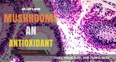 Lion's Mane Mushrooms: Unlocking Antioxidant Benefits for Health and Wellness