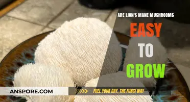Growing Lion's Mane Mushrooms: Simple Steps for Successful Cultivation