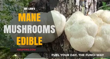 Are Lion's Mane Mushrooms Edible? Benefits, Risks, and Preparation Tips