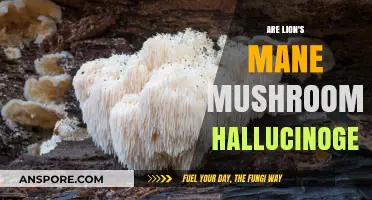 Are Lion's Mane Mushrooms Hallucinogenic? Unraveling the Myth and Facts