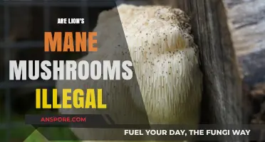 Are Lion's Mane Mushrooms Illegal? Exploring Legal Status and Uses
