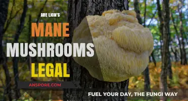 Are Lion's Mane Mushrooms Legal? Exploring Their Legal Status Worldwide