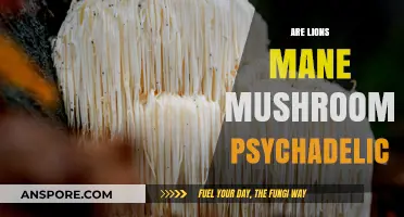 Lion's Mane Mushrooms: A Psychedelic Experience?