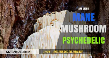 Psychedelic Lions Mane Mushrooms: A Trippy Experience?