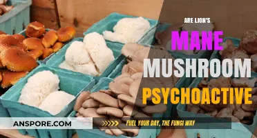 Lion's Mane Mushrooms: Unveiling Their Psychoactive Potential and Benefits