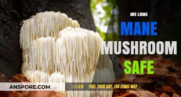 Lion's Mane Mushrooms: Safe Superfood?