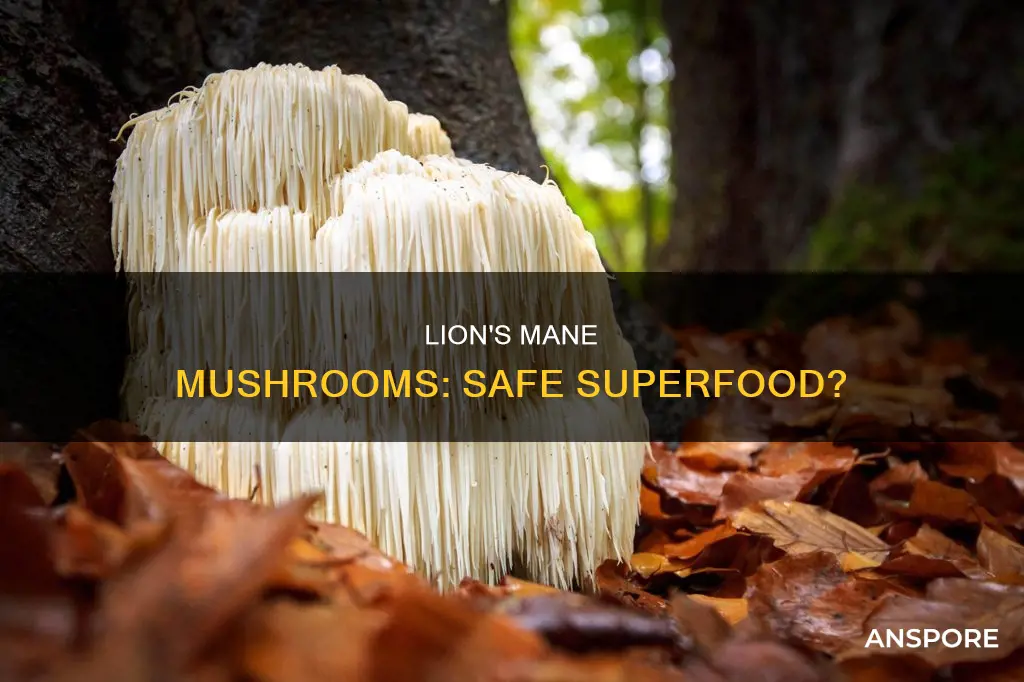are lions mane mushrooms safe