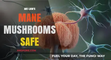 Are Lion's Mane Mushrooms Safe? Benefits, Risks, and Usage Guide