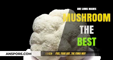 Are Lions Mane Mushrooms the Ultimate Superfood for Brain Health?