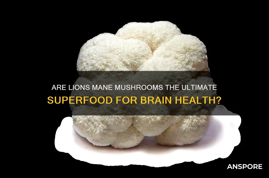 are lions manes mushrooms the best