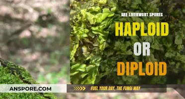 Liverwort Spores: Understanding Their Haploid or Diploid Nature