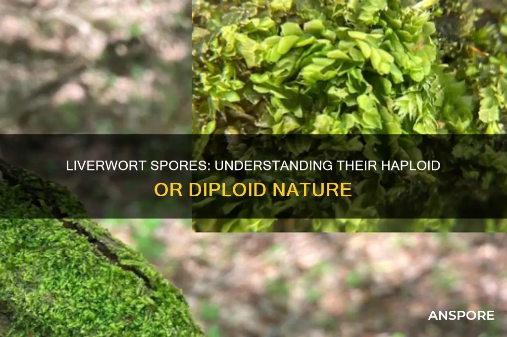 are liverwort spores haploid or diploid
