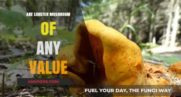 Are Lobster Mushrooms Valuable? Exploring Their Culinary and Medicinal Worth