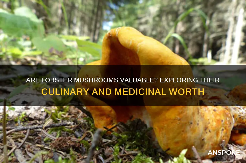 are lobster mushroom of any value