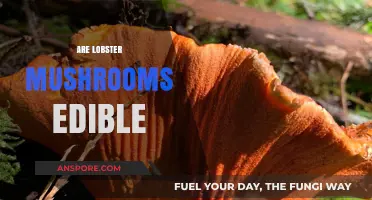 Are Lobster Mushrooms Edible? A Guide to Safe Foraging and Cooking