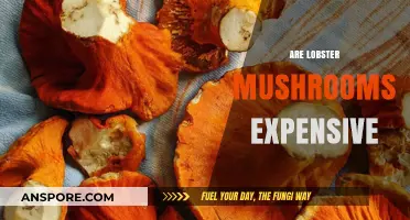 Lobster Mushrooms: Are They Worth the Price?