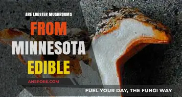 Are Minnesota's Lobster Mushrooms Safe to Eat? A Guide