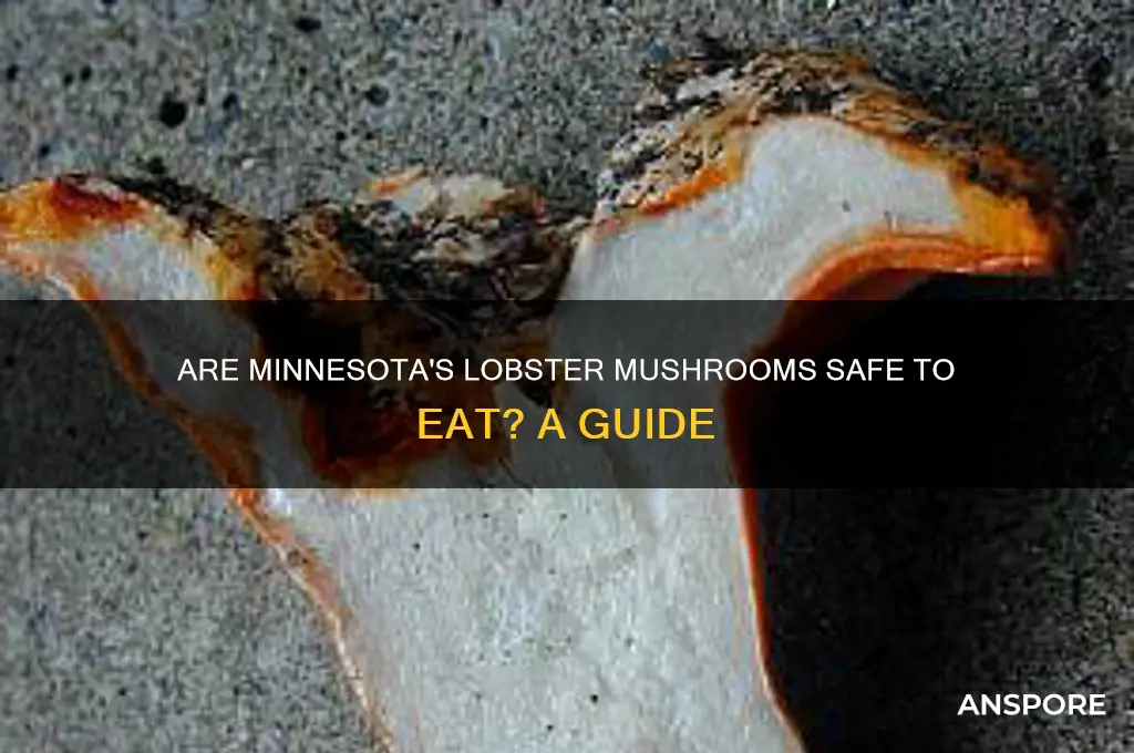 are lobster mushrooms from minnesota edible