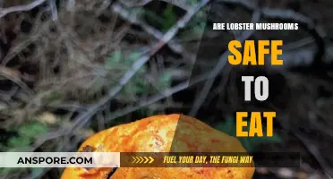 Are Lobster Mushrooms Safe? A Guide to Edibility and Risks