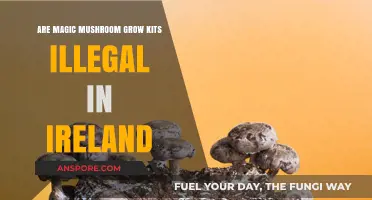 Are Magic Mushroom Grow Kits Legal in Ireland? What You Need to Know