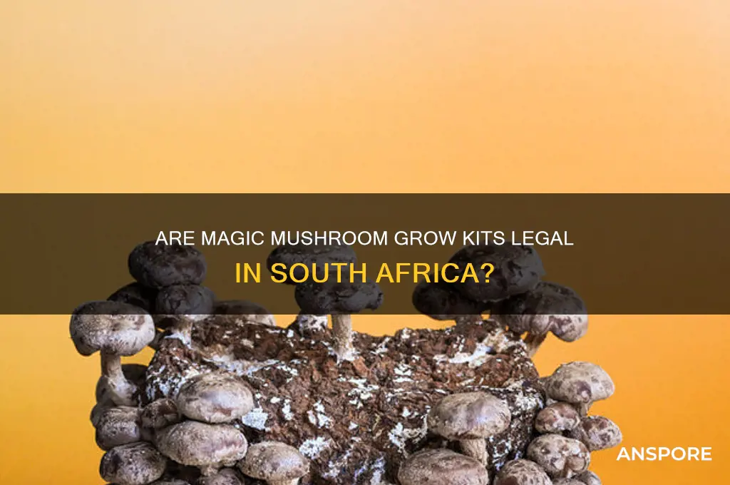 are magic mushroom grow kits legal in south africa