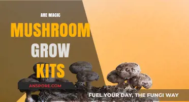 Exploring Magic Mushroom Grow Kits: Benefits, Legality, and Cultivation Tips
