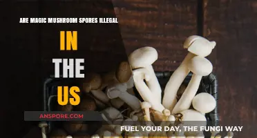 Are Magic Mushroom Spores Legal in the US? Exploring the Law