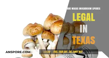 Are Magic Mushroom Spores Legal in Texas? A Comprehensive Guide