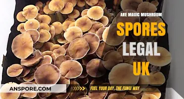 Are Magic Mushroom Spores Legal in the UK? Exploring the Law