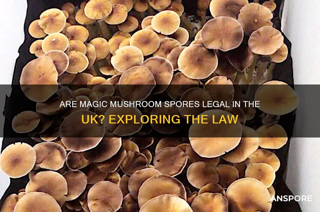 are magic mushroom spores legal uk