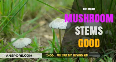 Magic Mushroom Stems: Benefits, Uses, and Safety Explained