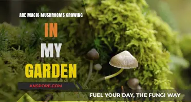 Could Psychedelic Fungi Be Sprouting in Your Backyard Garden?