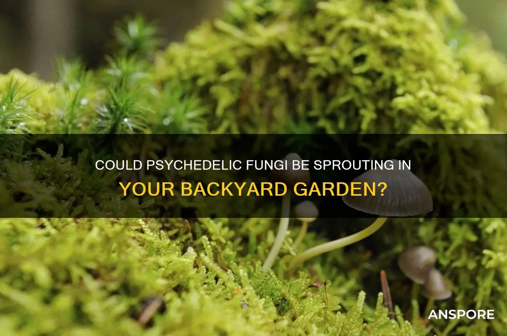 are magic mushrooms growing in my garden