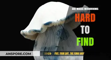 Are Magic Mushrooms Elusive? Exploring Their Rarity and Availability