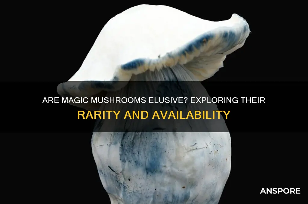 are magic mushrooms hard to find