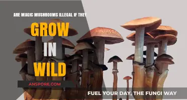 Wild Magic Mushrooms: Legal or Illegal When Naturally Occurring?